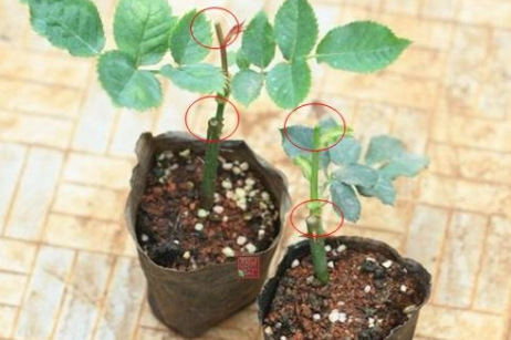 花卉植物怎么整形修剪？花卉整形技术方法有哪些？