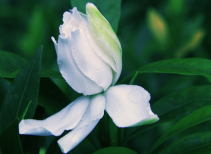 喜欢栀子花吗？栀子花叶子发黄应该怎么处理呢？