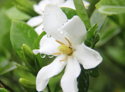 喜欢栀子花吗？栀子花叶子发黄应该怎么处理呢？