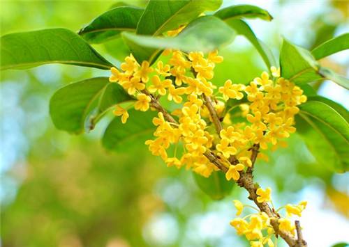 中国十大名花是哪些？你知道几个？他们的排名又是怎样