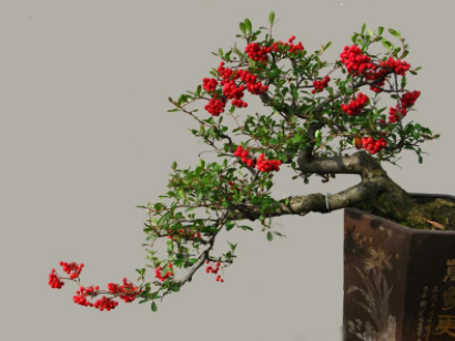 火棘介绍：火棘盆景怎么养？火棘的修剪和病虫害防治方法？火棘有哪些用途？