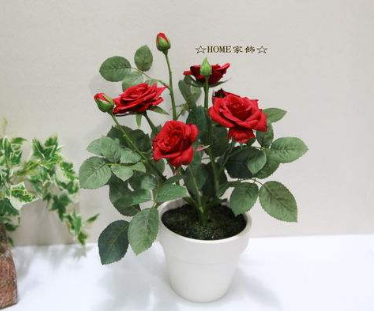 玫瑰还能这样送人？教你两招种植盆栽玫瑰经验