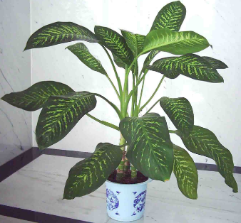 春节家里适合摆哪些植物？哪些植物吉祥喜庆？