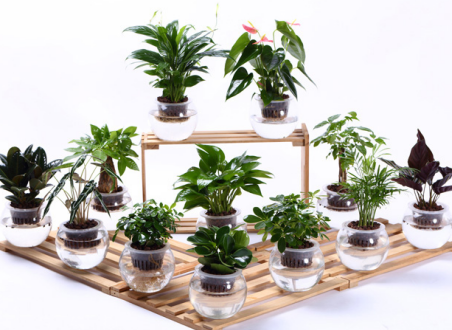 现在流行水培植物了！快来看看哪些植物适合水培吧！