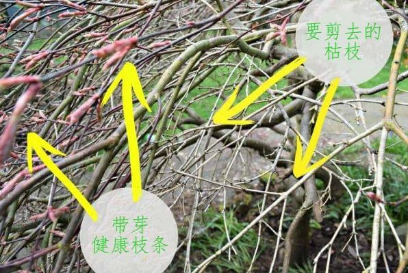 日本红枫修剪教程：教你塑造唯美日本红枫造型
