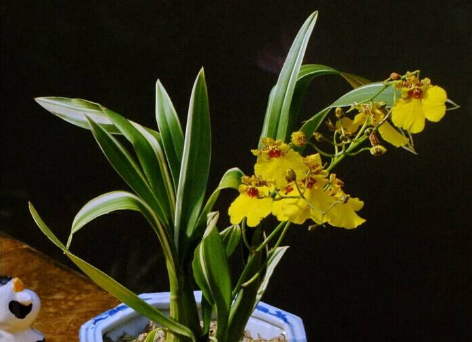 素雅兰花文心兰：文心兰高清大图！教你怎么种植养护文心兰