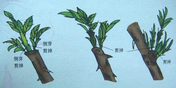 花卉植物怎么整形修剪？花卉整形技术方法有哪些？