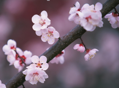 梅花香自苦寒来！梅花有哪些象征意义呢？