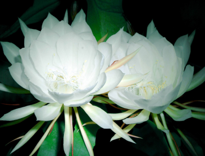 昙花居然可以吃！看看昙花究竟可以怎样食用吧！