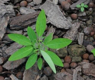 跳舞草盆栽怎么养？跳舞草种植管理要注意哪些方面？跳舞草有哪些应用？