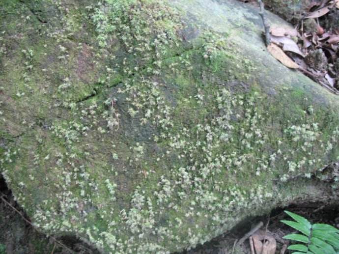 如果月球背面有生命，地球上什么生物最有可能出现？