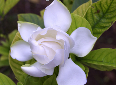 喜欢栀子花吗？栀子花叶子发黄应该怎么处理呢？