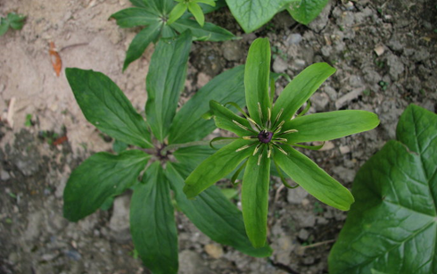 你听过“七叶一枝花”这种植物吗？没想到它居然还有这些功效和作用呢！
