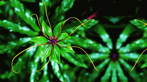 你听过“七叶一枝花”这种植物吗？没想到它居然还有这些功效和作用呢！