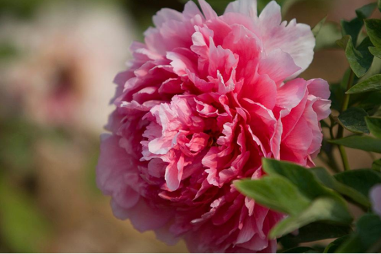 百花之王是什么花?众多名花中谁是百花之王?