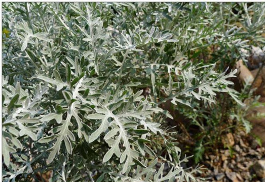雪叶莲怎么养?这样养雪叶莲，看起来像是染上一层霜!
