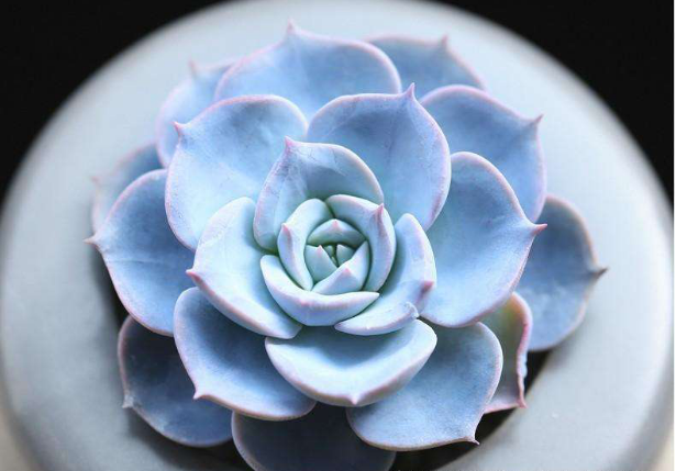 蓝石莲图片大全!多肉蓝石莲的奇特之处你都知道吗?