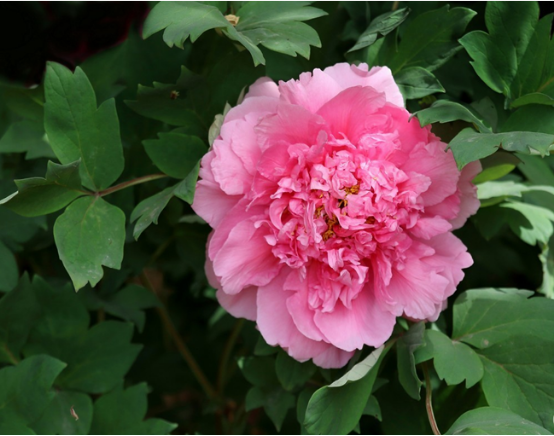百花之王是什么花?众多名花中谁是百花之王?