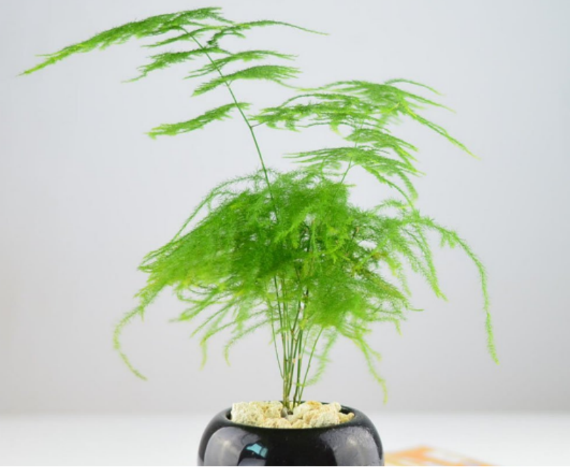 净化空气的室内植物有哪些？不仅美观还能净化空气！