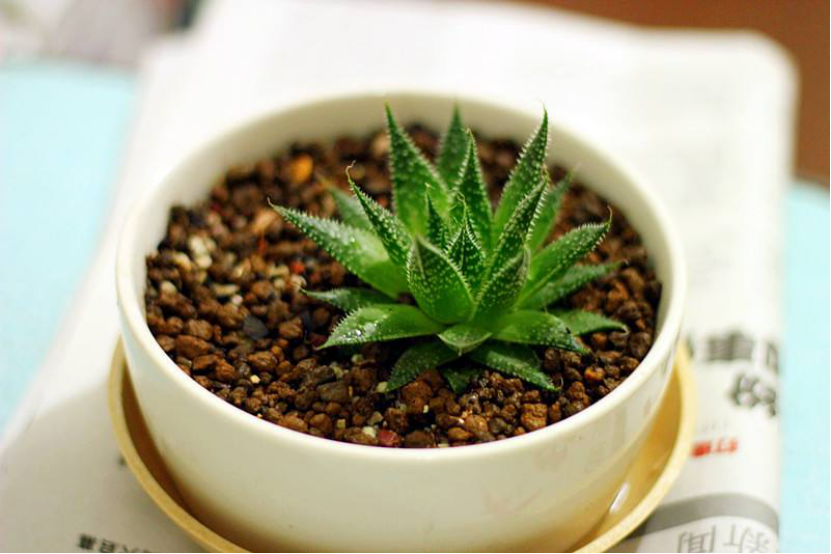 净化空气的室内植物有哪些？不仅美观还能净化空气！