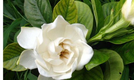 栀子花怎么养?教你养出清香迷人的栀子花！