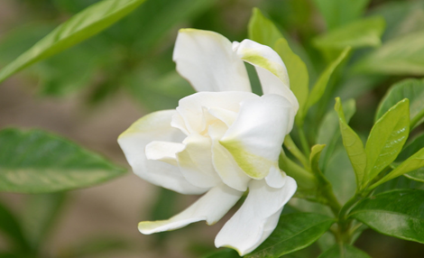 栀子花怎么养?教你养出清香迷人的栀子花！