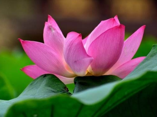 你知道夏天开的花有哪些吗？炎炎夏日我们也有这些花可以观赏哦！