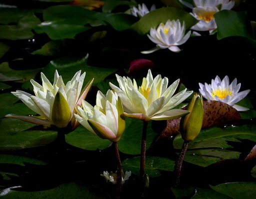 你知道夏天开的花有哪些吗？炎炎夏日我们也有这些花可以观赏哦！