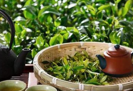 眉茶的市场价格是多少？知道这些冲泡小技巧，眉茶口感会更好哦！