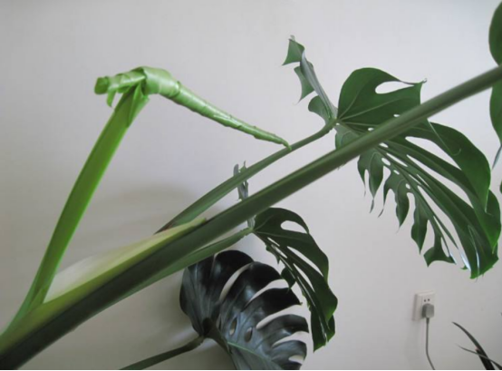 龟背竹怎么水培?原来龟背竹的水培方法是这样操作的!