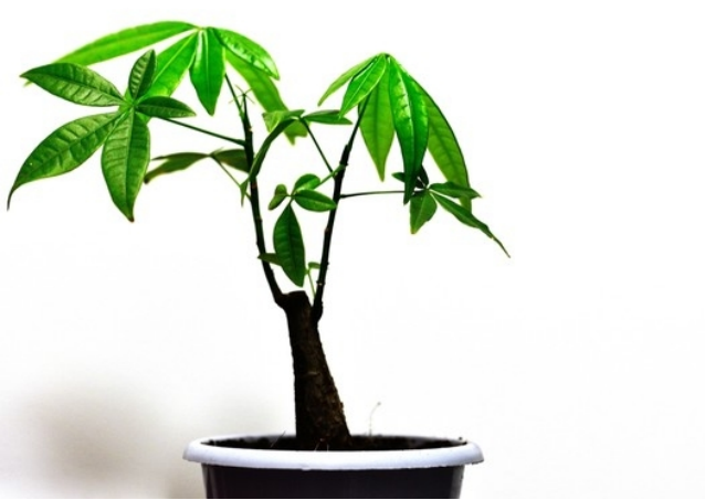 发财树应该摆放在哪里?教你招财旺运的发财树摆放位置!
