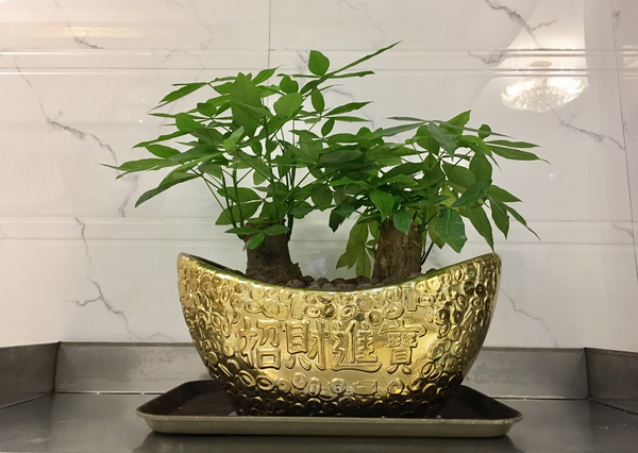 发财树应该摆放在哪里?教你招财旺运的发财树摆放位置!