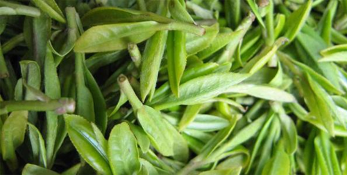 高桥银峰茶有什么功效?哪些人不适合饮用高桥银峰茶?