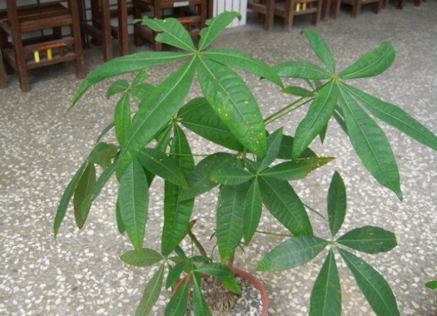 发财树应该摆放在哪里?教你招财旺运的发财树摆放位置!