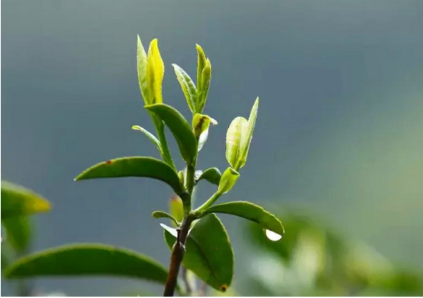台地茶与古树茶的区别是什么？五处明显不同，教你简单的鉴别方法!