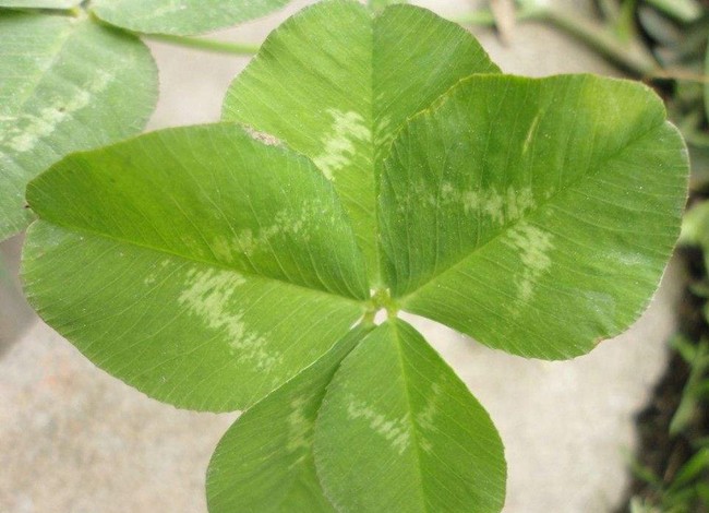 五叶草和四叶草哪个好?五叶草怎么繁殖的?