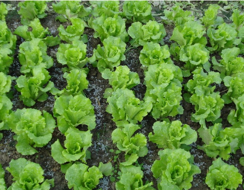 春天种什么菜好？适合春天种的蔬菜介绍！