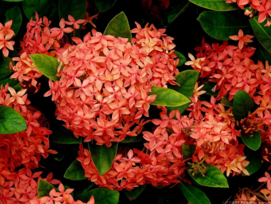 一年四季都盛开的花是什么花？这些花你是不是一年四季都见过呢？