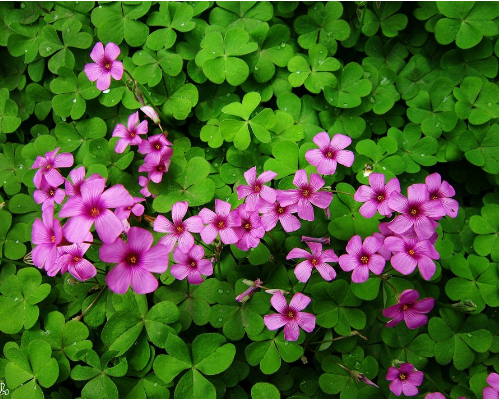 一年四季都盛开的花是什么花？这些花你是不是一年四季都见过呢？