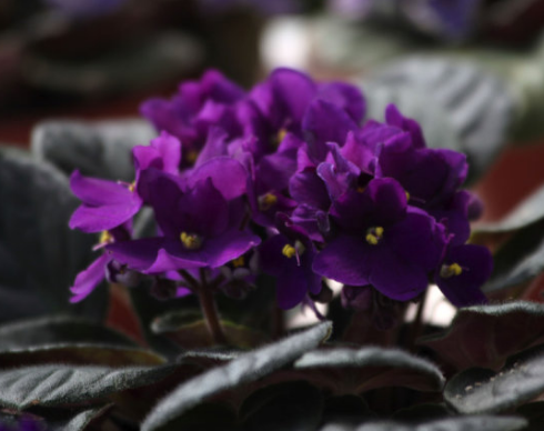 一年四季都盛开的花是什么花？这些花你是不是一年四季都见过呢？