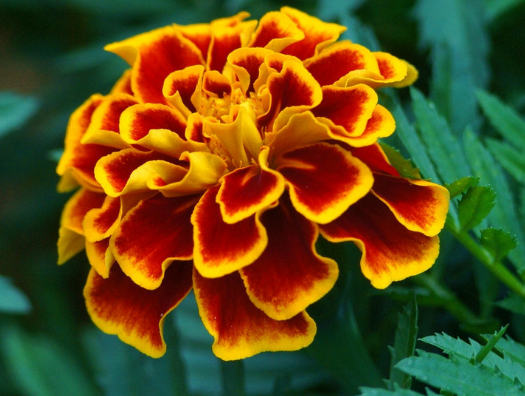 适合春天播种的花有哪些？这些花都可以在春天播种哦！