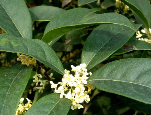 一年四季都盛开的花是什么花？这些花你是不是一年四季都见过呢？