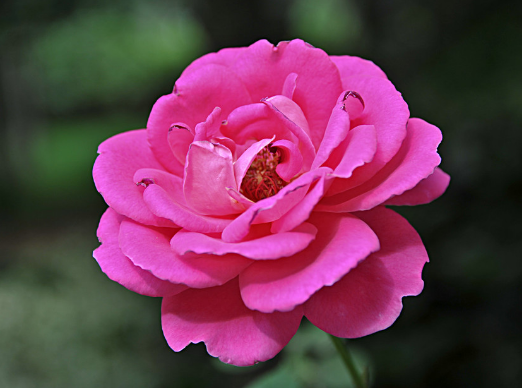 一年四季都盛开的花是什么花？这些花你是不是一年四季都见过呢？