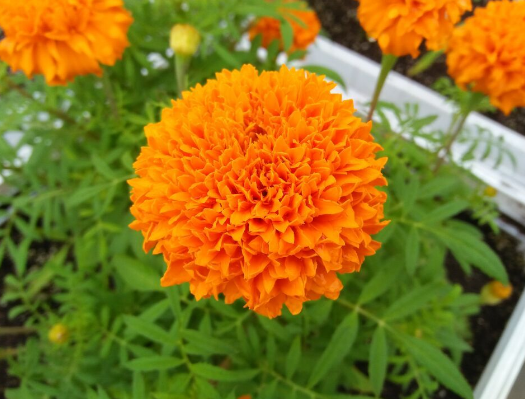 适合春天播种的花有哪些？这些花都可以在春天播种哦！