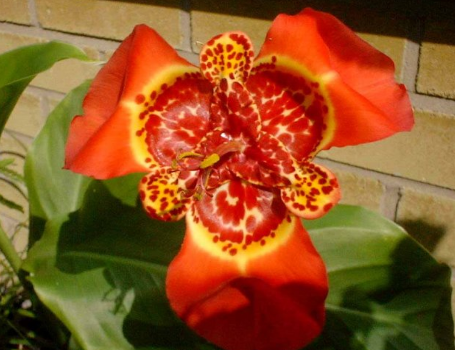 奇花异草的异是什么意思？这些奇花异草你见过吗？