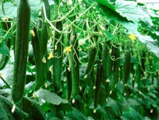 春天种什么菜好？适合春天种的蔬菜介绍！
