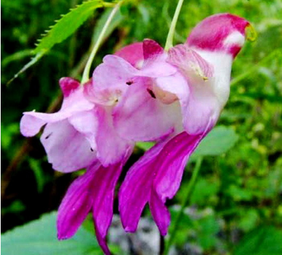 奇花异草的异是什么意思？这些奇花异草你见过吗？