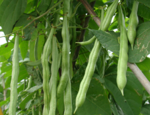 春天种什么菜好？适合春天种的蔬菜介绍！