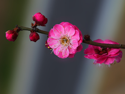 春天开的花有哪些？赶紧看看你那里有没有这些花吧！