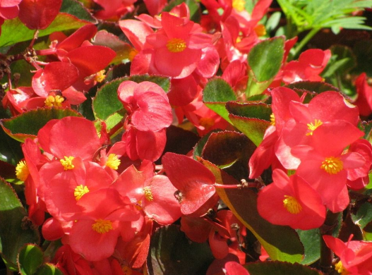 一年四季都盛开的花是什么花？这些花你是不是一年四季都见过呢？